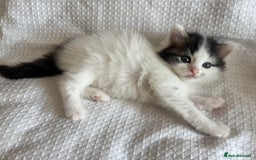 Ragdoll cats for sale: Ragdoll Mix Long-Haired Fluffy Kittens! - Image 8