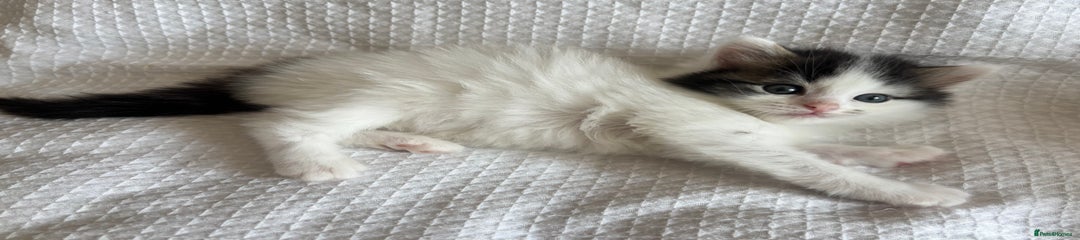 Male kitten 2 🤍