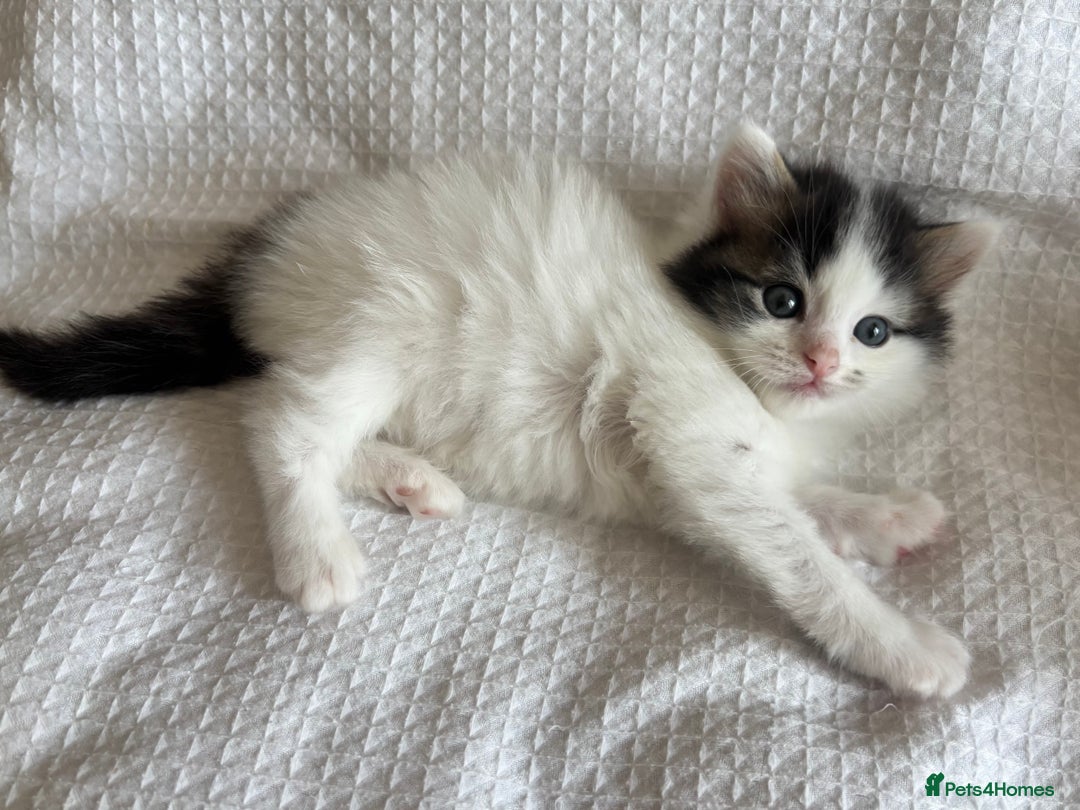 Ragdoll cats for sale: Ragdoll Mix Long-Haired Fluffy Kittens! - Image 8