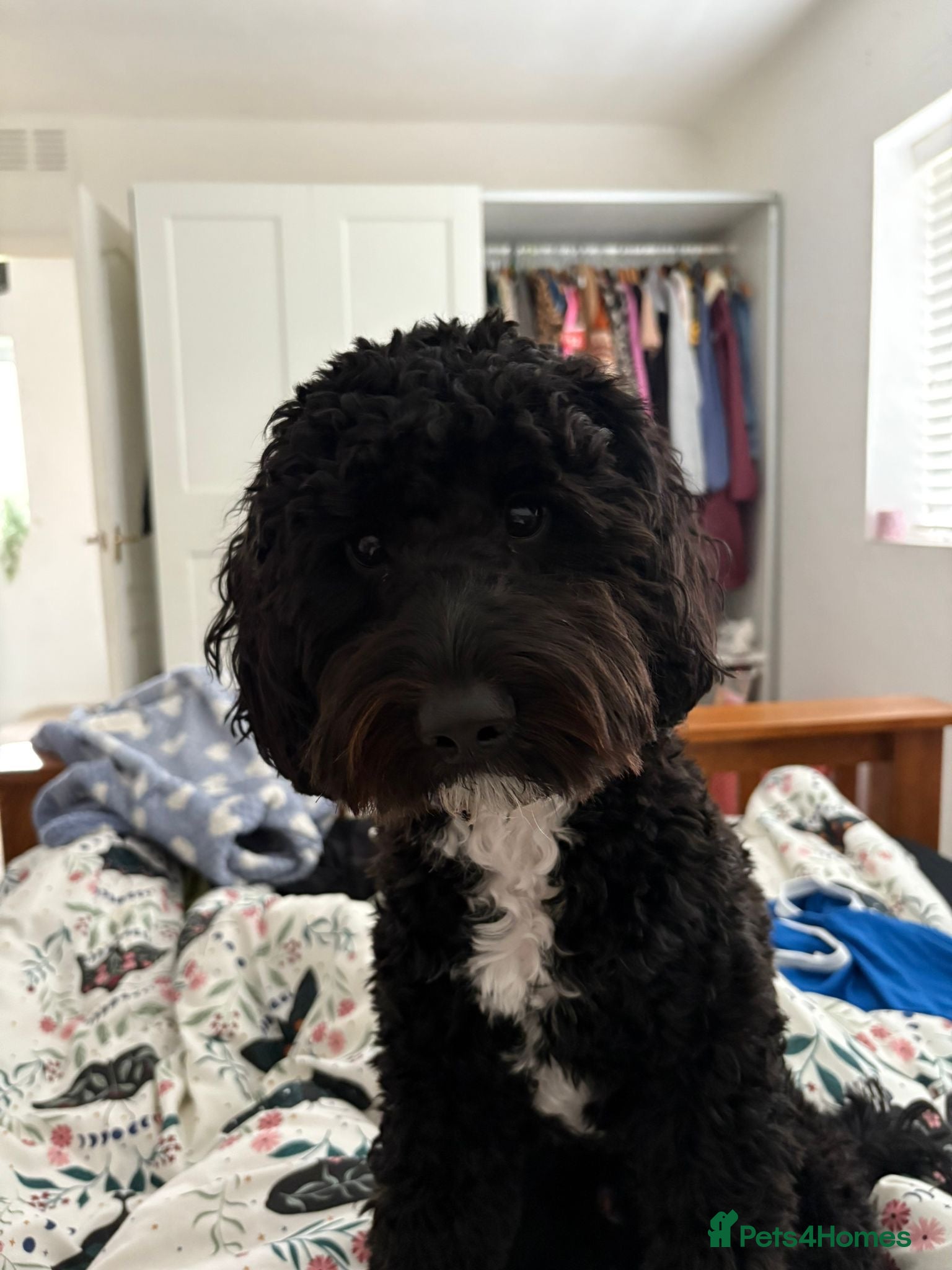 Cockapoo dogs for sale: Cockerpoo F1b puppies  in Hailsham - Advert 7
