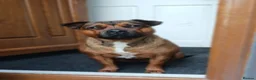 Mixed Breed dogs for sale: Staffy cross Mastiff bitch  in Accrington - Advert 6