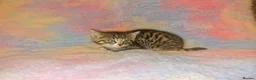Mixed Breed cats for sale: Kittens Ready Now Longhaired and shorthaired - Advert 4