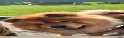 Chow Chow dogs for sale: Pablo The Chow - Advert 5