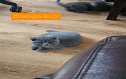 British Shorthair cats for sale: Hurry up 3 🕢Beautiful Scottish fold kitten left in Hatfield - Image 20