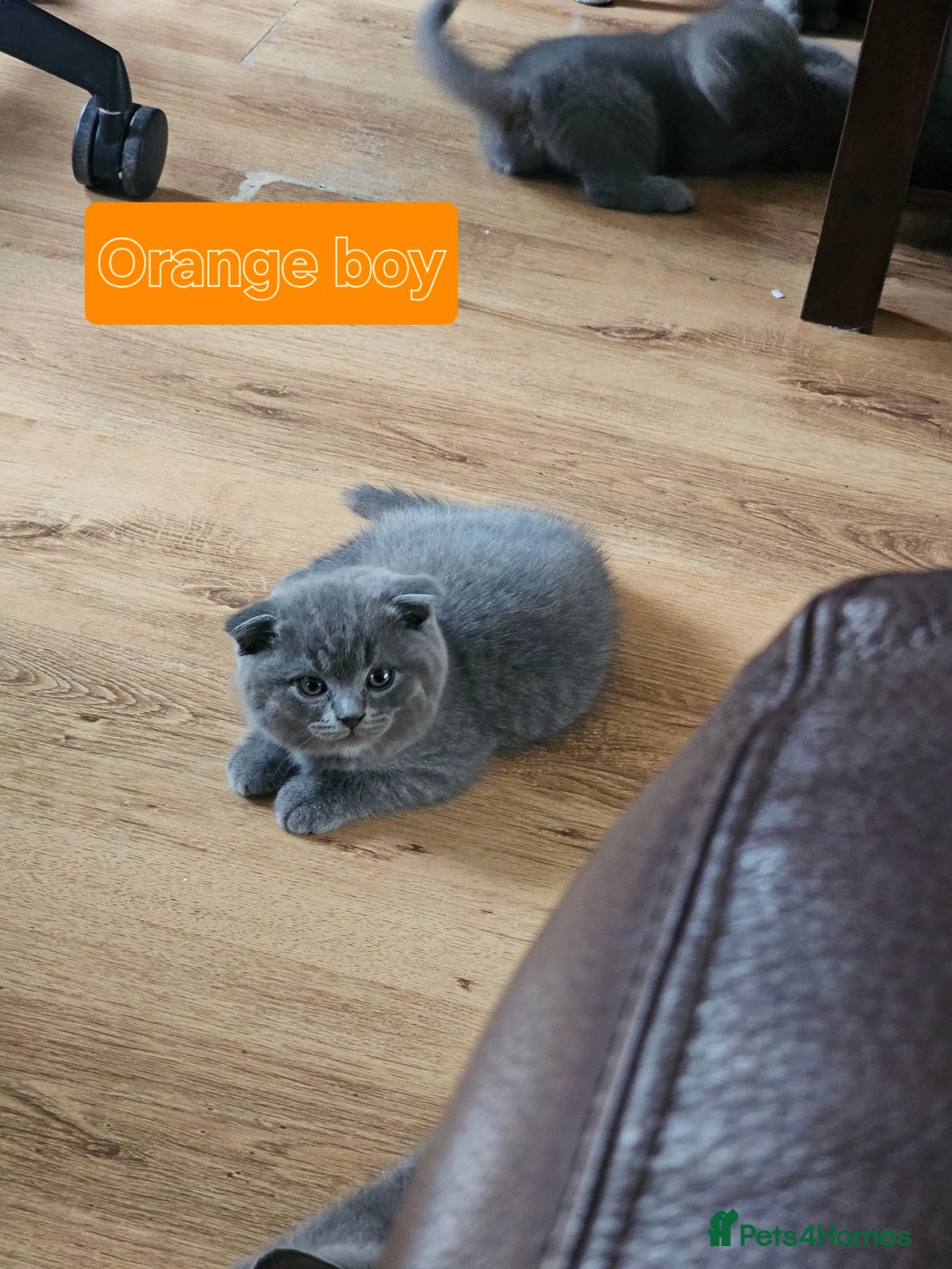 British Shorthair cats for sale: Hurry up 3 🕢Beautiful Scottish fold kitten left in Hatfield - Image 20