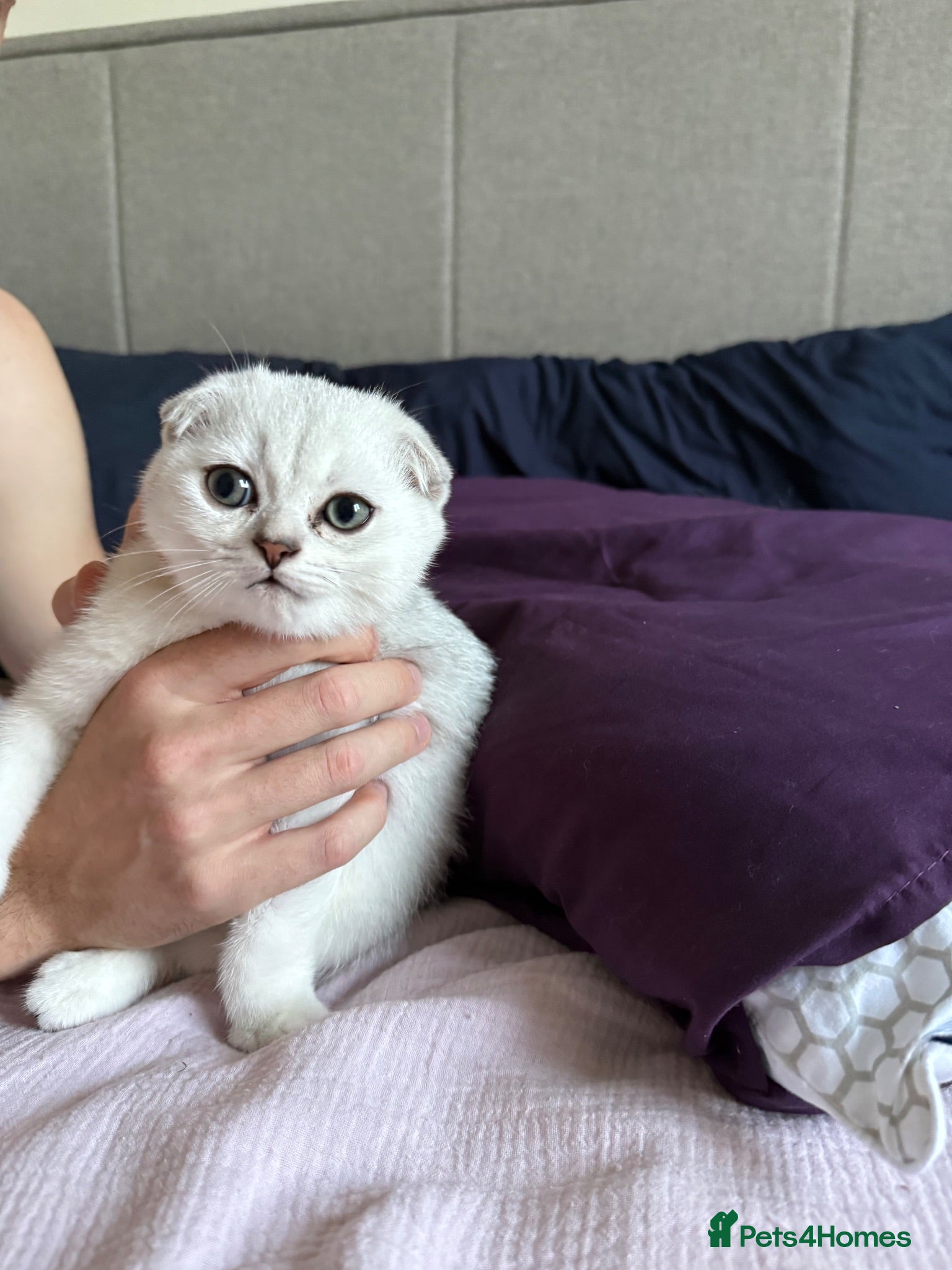 Scottish Fold cats Scottish fold TICA registered - Advert 1