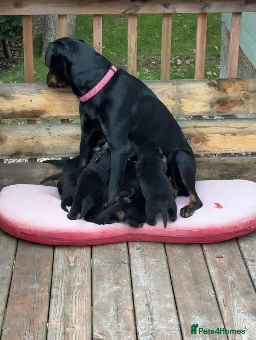 Rottweiler dogs for sale: 🥾🥾Smiling and playful🧸up to date🧸♥️🧸 - Advert 9