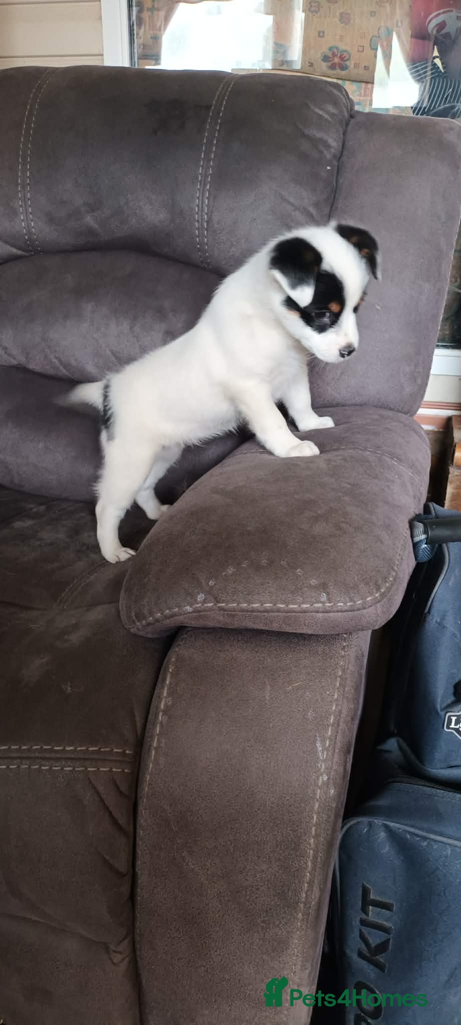 Jack Russell dogs Jack Russell boy pup - Advert 5