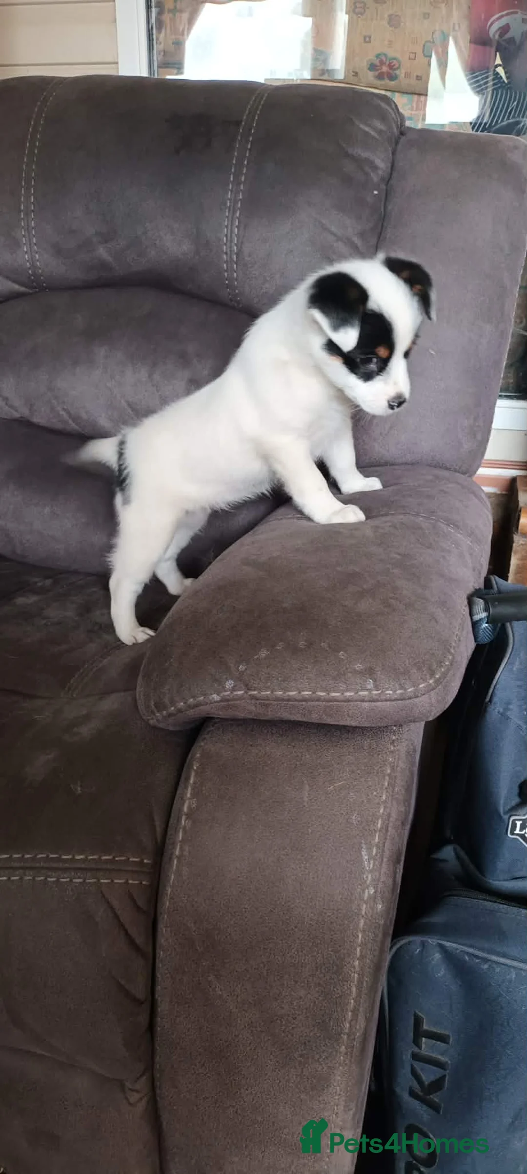 Jack Russell dogs for sale: Jack Russell boy pup in Truro - Advert 1