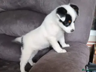 Jack Russell dogs Jack Russell boy pup - Advert 5