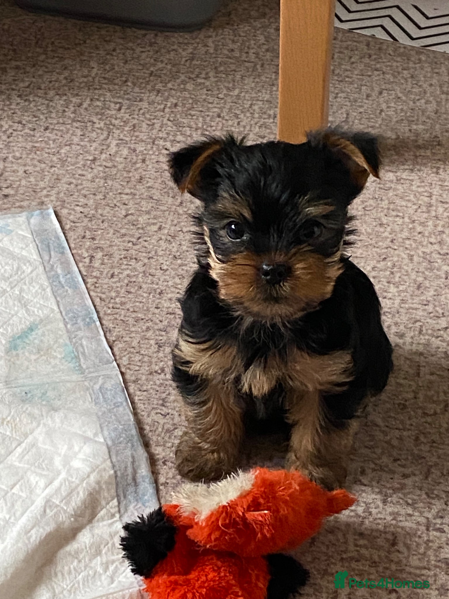 Yorkshire Terrier dogs Yorkshire Terrier Puppies  - Advert 1