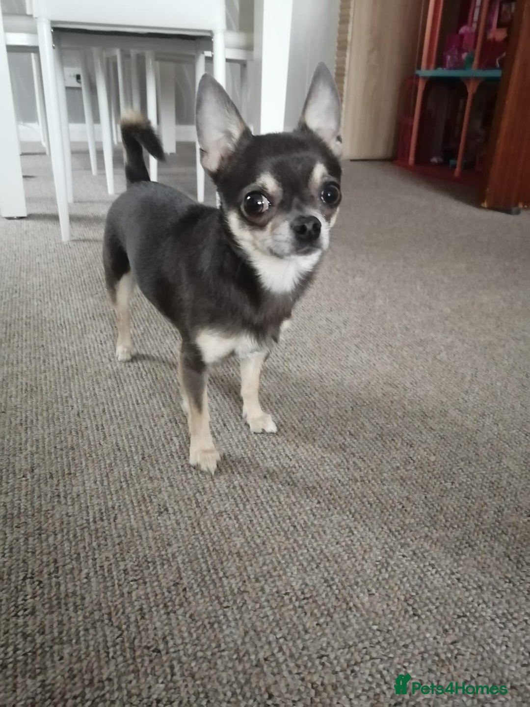 Chihuahua dogs for sale: Expecting litter24th Jan 26. Register 4 interest.  - Advert 9