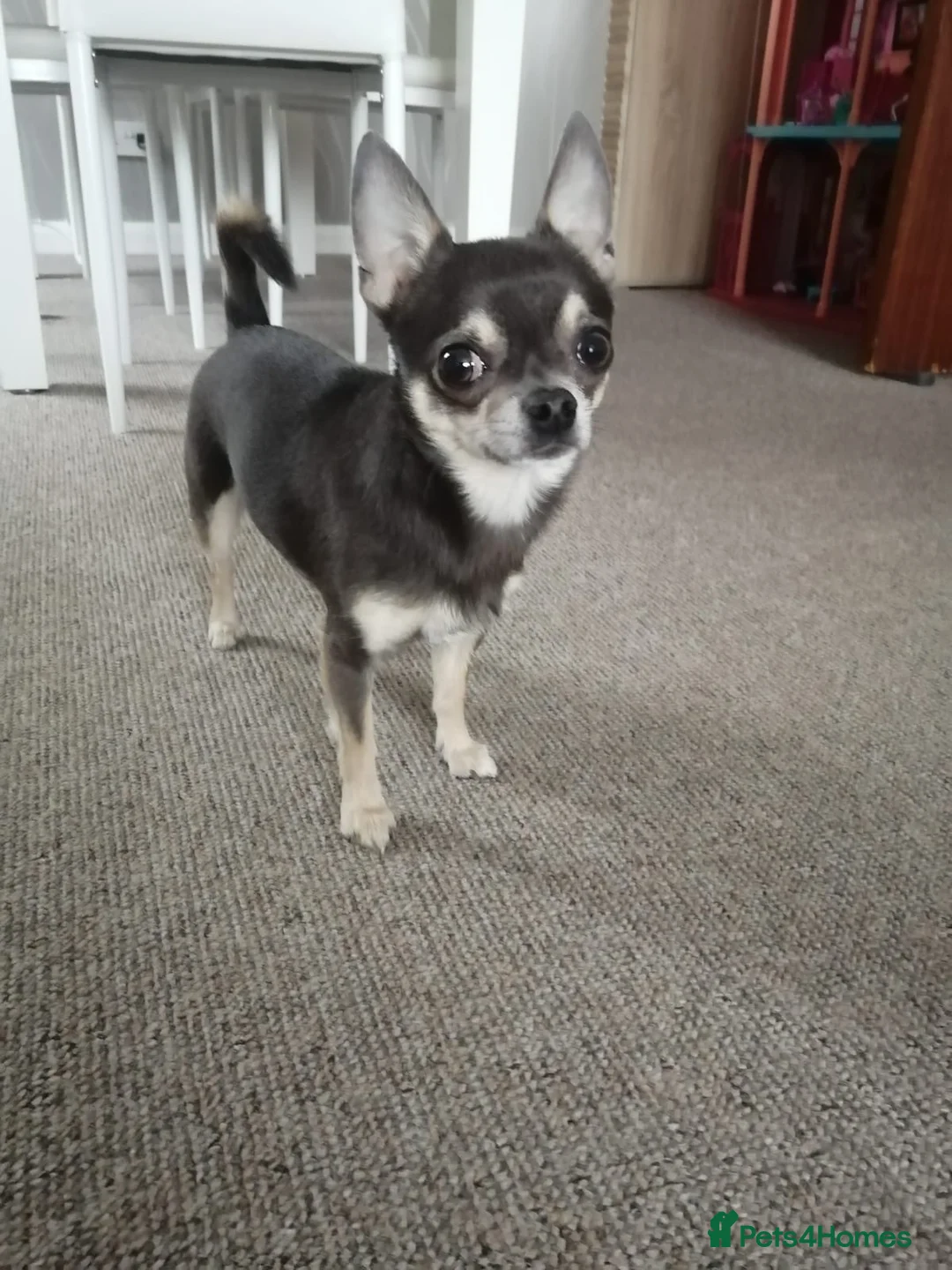 Chihuahua dogs for sale: 1 lilac tri (w/peach and white) and 1 blue boy.  - Advert 14