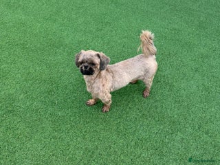 Shih Tzu dogs in Liverpool - Advert 30