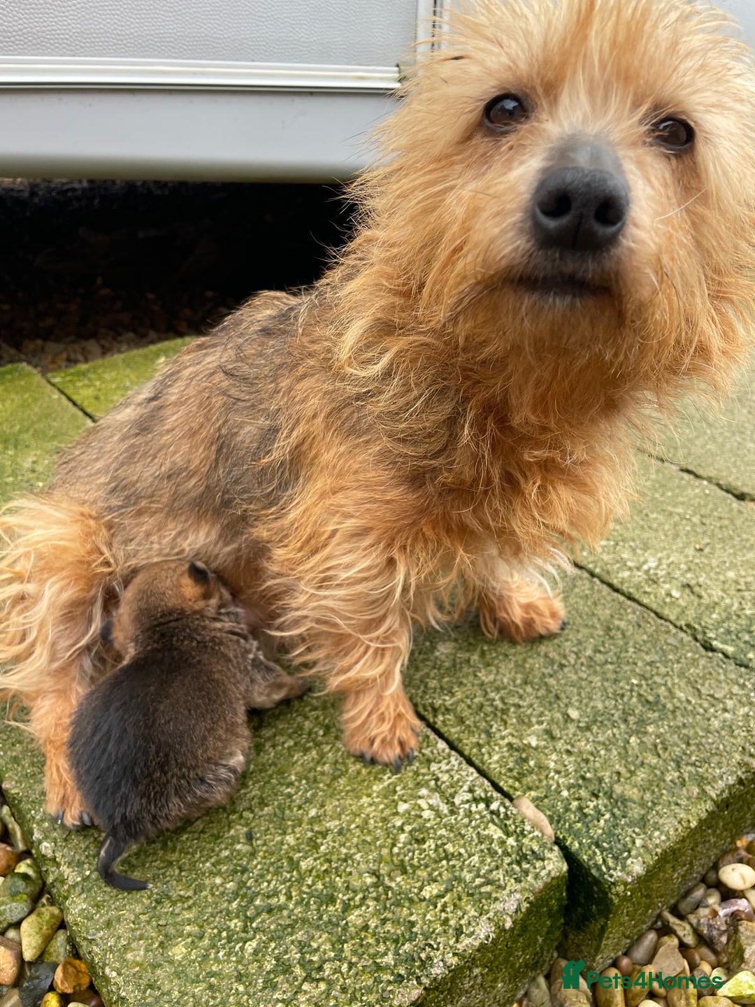 Yorkshire Terrier dogs for sale: Adorable Miniature Yorkshire Terrier Puppy ”Girl” - Advert 7