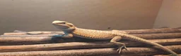 Bearded Dragon reptiles for sale: 2-3 months old red hypo bearded dragon  - Advert 4
