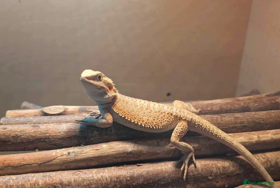 Bearded Dragon reptiles for sale: 2-3 months old red hypo bearded dragon  - Advert 4