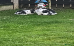 Mini Lop rabbits for sale: Mini lop rabbits  - Image 1