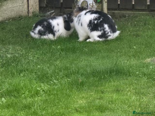 Mini Lop rabbits - Advert 2