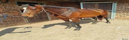 English Thoroughbred horses for sale: Thoroughbred mare for sale  in Stoke-on-Trent - Advert 1
