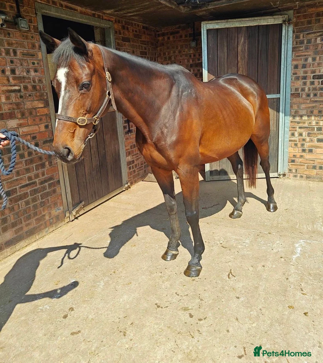 English Thoroughbred horses for sale: Thoroughbred mare for sale  in Stoke-on-Trent - Advert 1