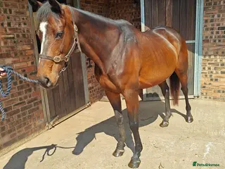 English Thoroughbred horses Thoroughbred mare for sale - Advert 4