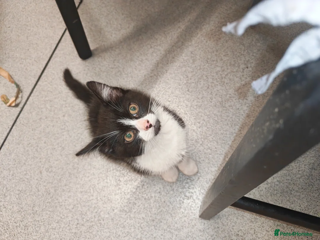 Mixed Breed cats for sale: Beautiful boy for sale  - Advert 7