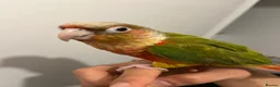 Conures birds for sale: Tamed Conure Parrot + large cage included in Kingston upon Thames - Advert 2