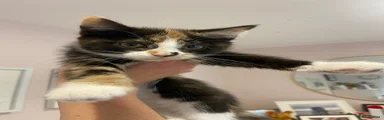 Tortishell/ calico girl