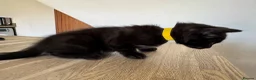 Mixed Breed cats for sale: 4 Beautiful 12 Week Old Kittens Ready to Collect  - Advert 9