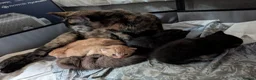 Mixed Breed cats for sale: Adorable Kittens Looking for Their Forever Homes - Advert 5