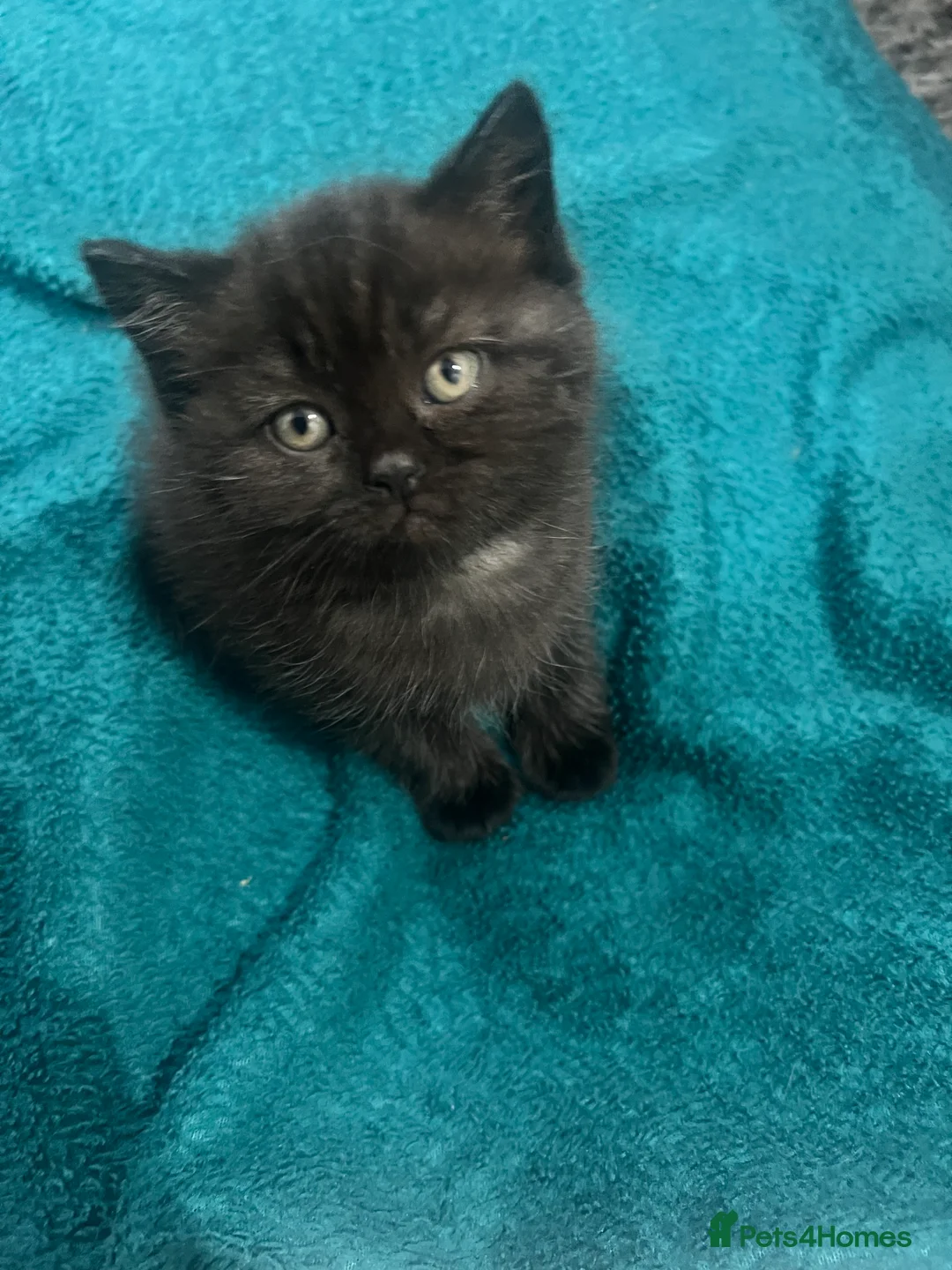 British Longhair cats for sale: BLH Cat and Her Litter of x3 BSH Kittens - Advert 5