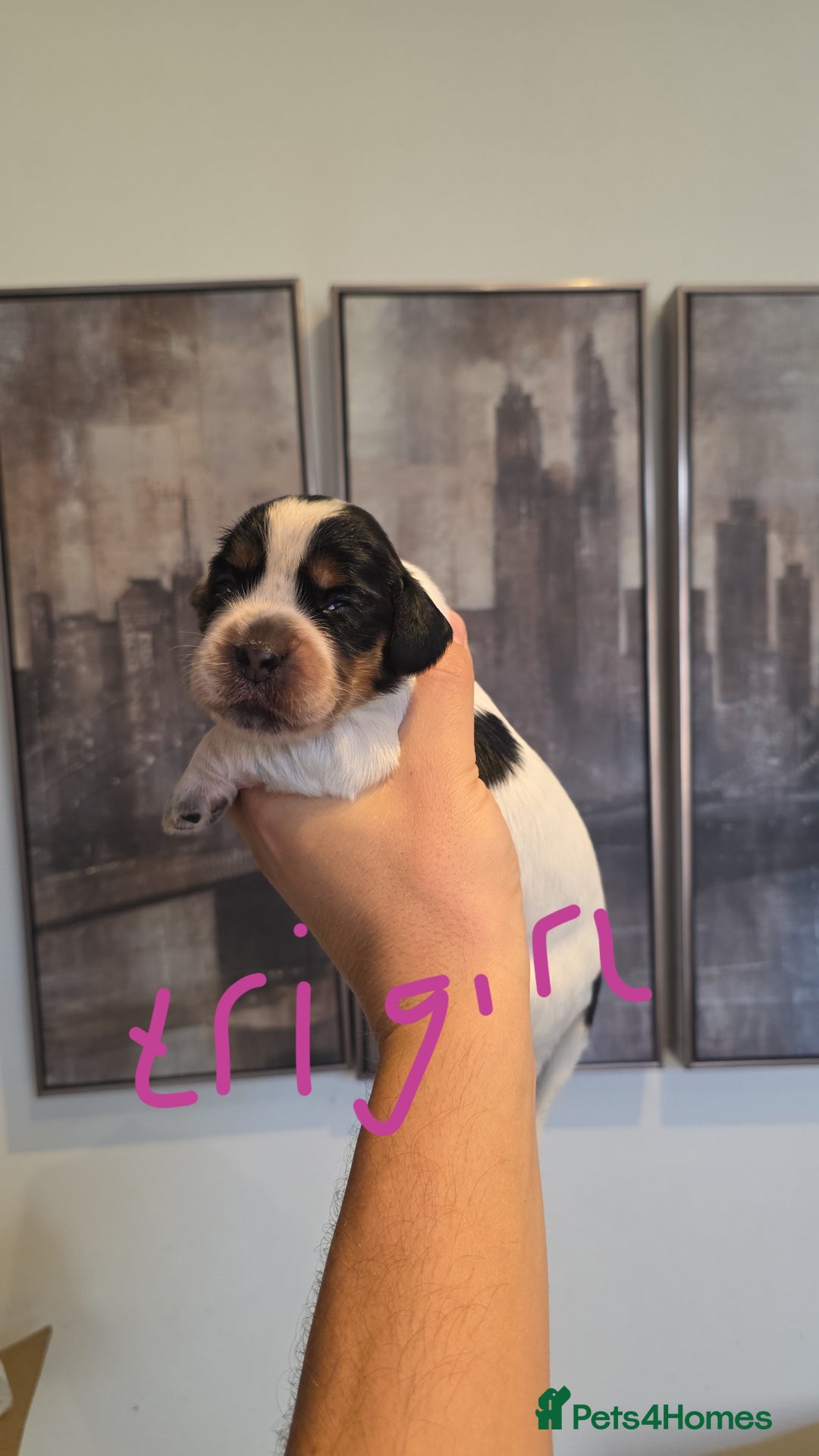 Cocker Spaniel dogs for sale: Kc registered mixed litter - Image 14