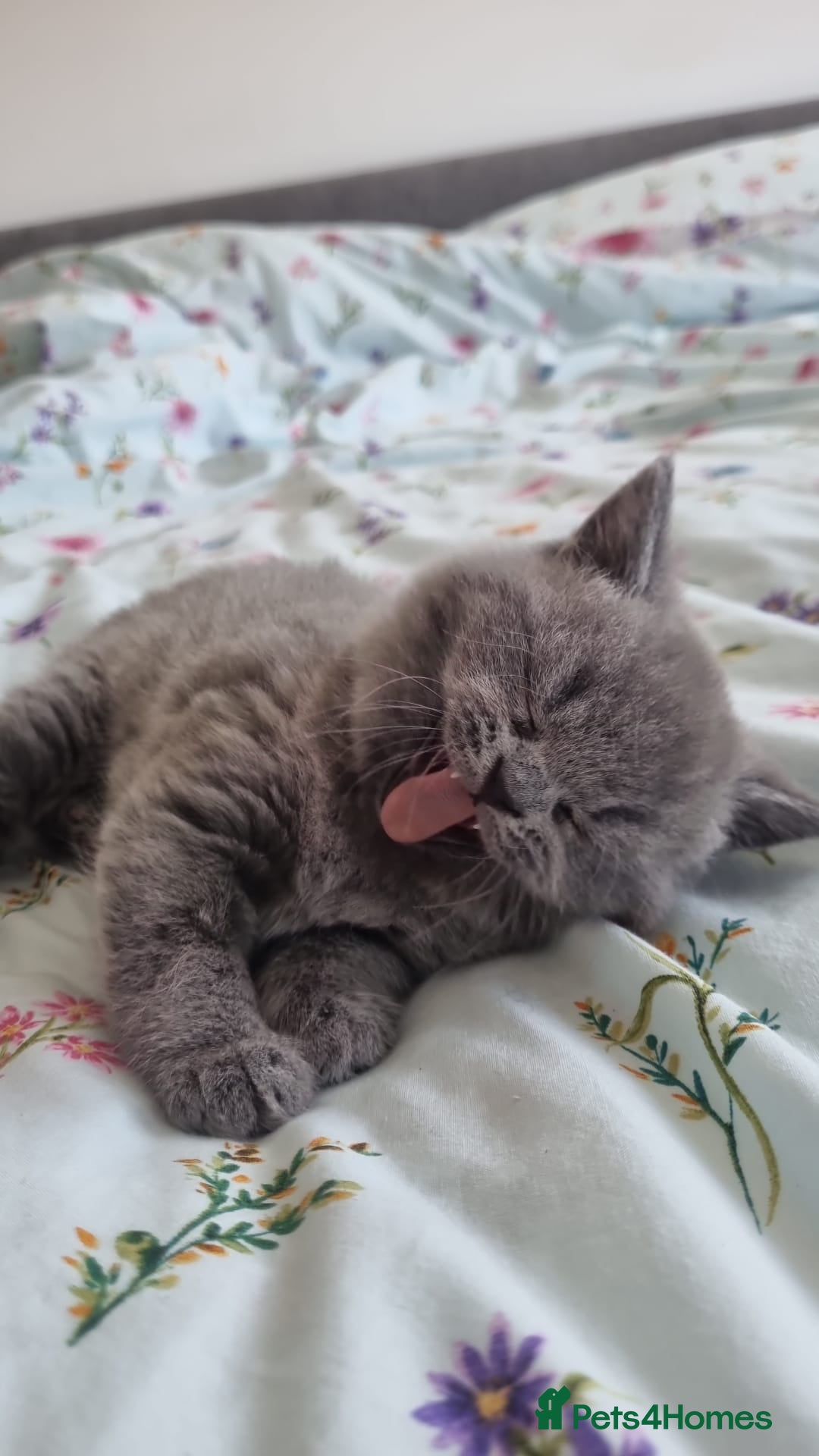 British Shorthair cats GCCF Registered,ready to go! - Advert 2