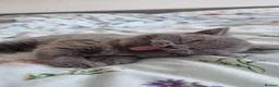 British Shorthair cats for sale: GCCF Registered,ready to go! - Advert 2