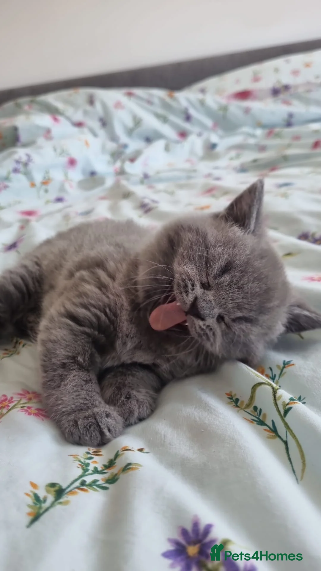 British Shorthair cats for sale: GCCF Registered,ready to go! - Advert 2