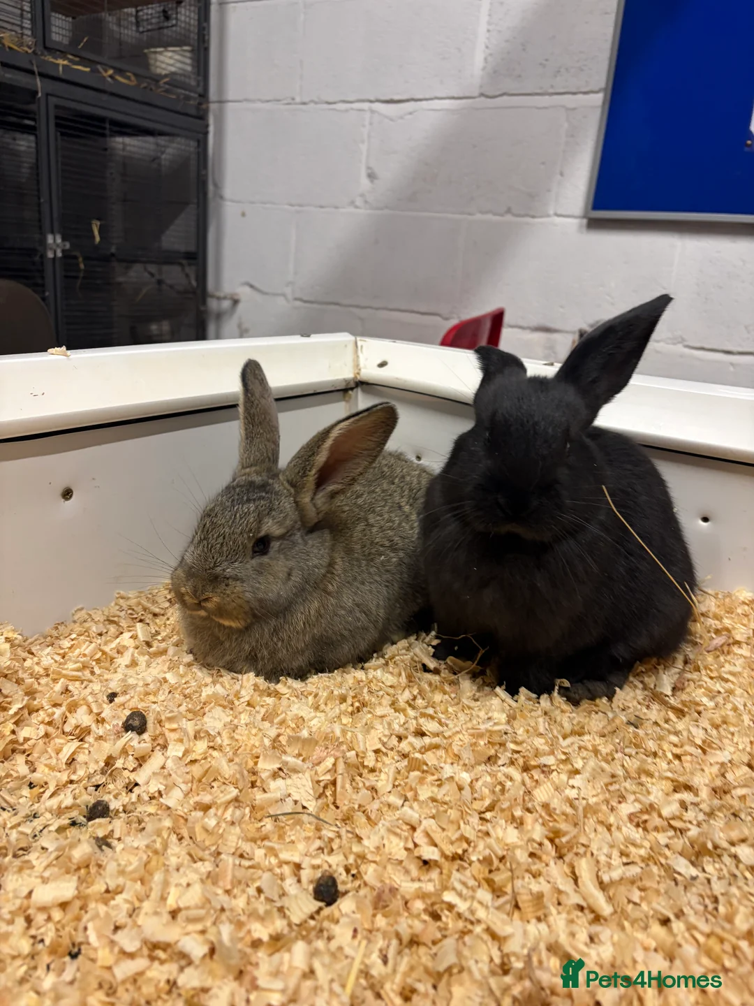 Flemish rabbits for sale: 7 Beautiful Flemish Giant Rabbits - Advert 1