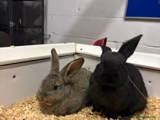 Flemish rabbits 7 Beautiful Flemish Giant Rabbits - Advert 1