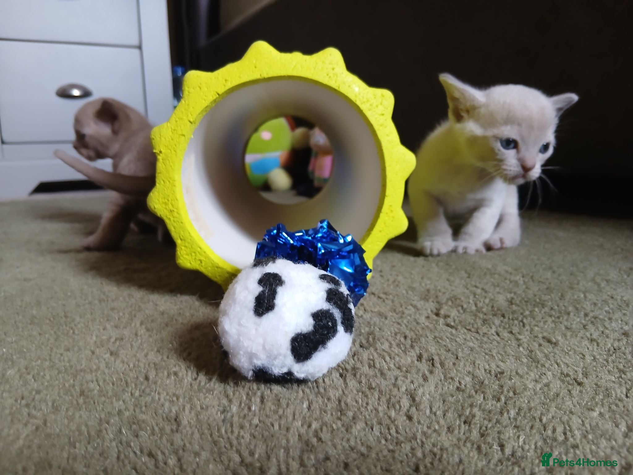 Burmese cats Lilac and Chocolate Burmese Kittens.  GCCF Reg.  - Advert 5