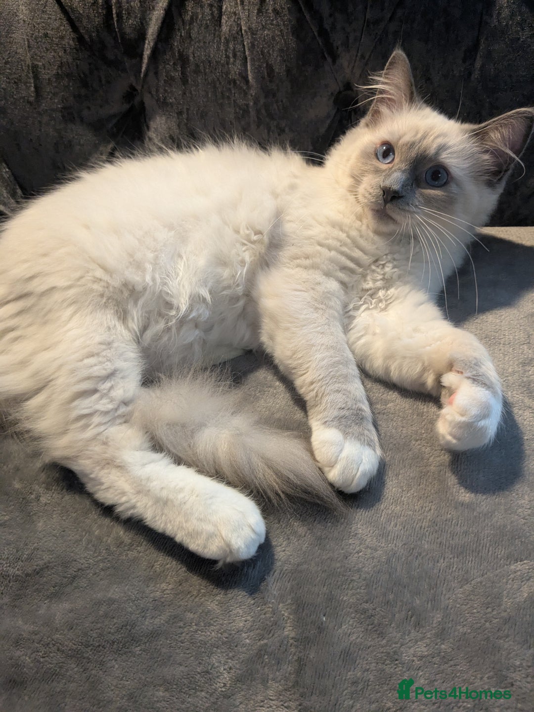Ragdoll cats for sale: 💛*GCCF Registered *💛Pedigree Ragdoll kittens - Image 4