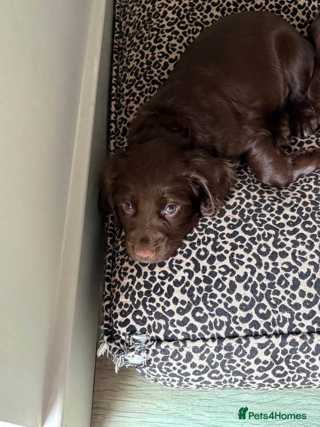Cocker Spaniel dogs for sale: Two beautiful boy working cocker spaniels left - Advert 9