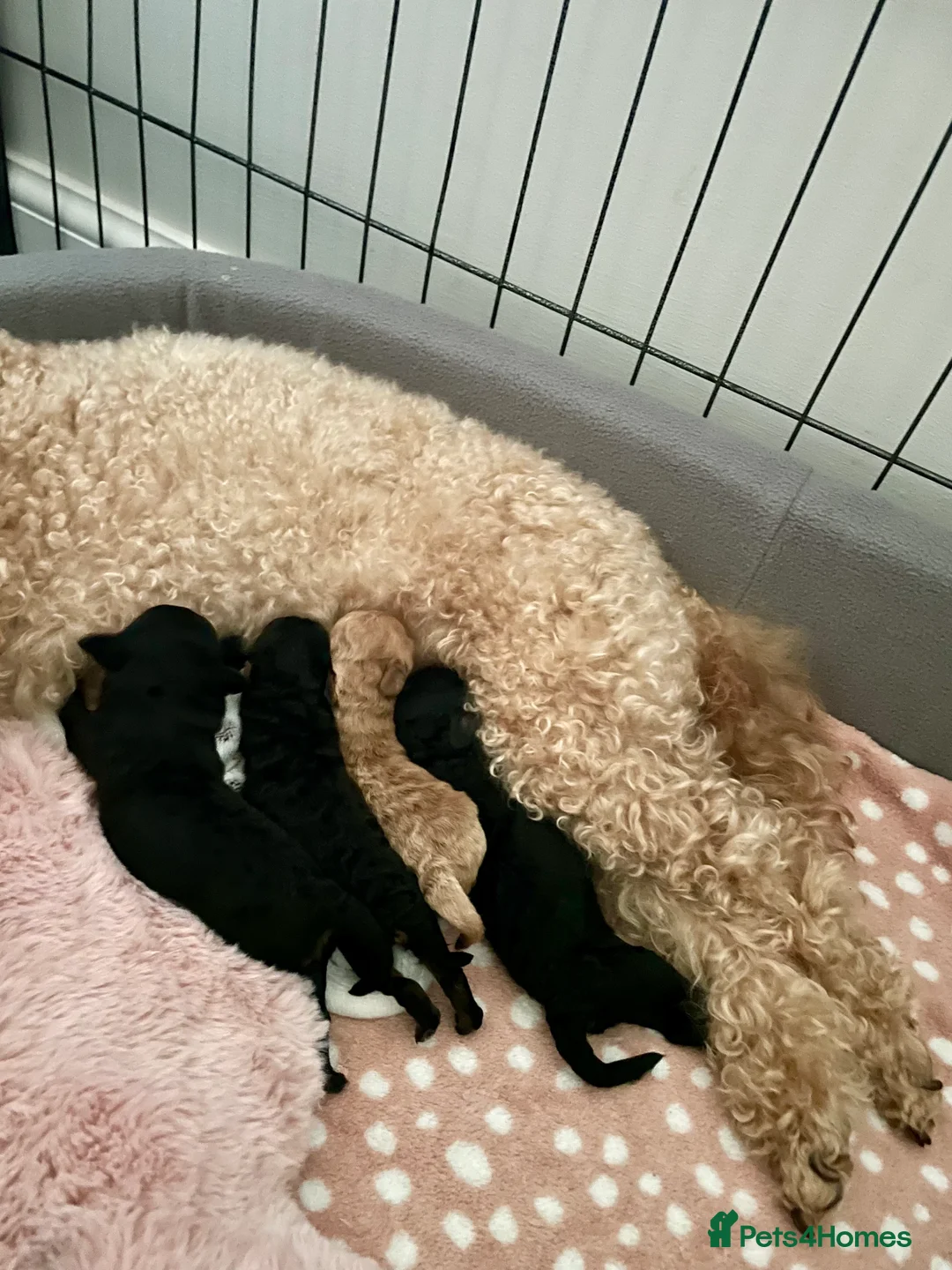 Toy Poodle dogs for sale: toy poodle puppies - Advert 8