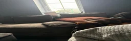 Mixed Breed dogs for sale: 4 month old Belgium Mali x Rottweiler  - Advert 5