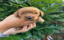 Cockapoo dogs for sale: Cockapoo F1b non moulting health tested puppies  - Image 7
