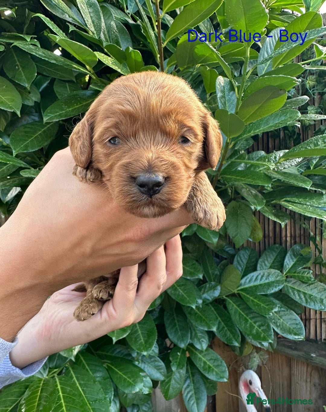 Cockapoo dogs for sale: Cockapoo F1b non moulting health tested puppies  - Image 7