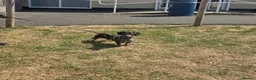 Dachshund dogs for stud: Gucci in Middlesbrough - Advert 5