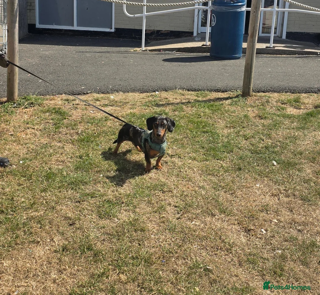 Dachshund dogs for stud: Gucci in Middlesbrough - Advert 5