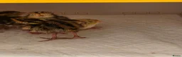 Quail poultry for sale: Corturnix quail chicks  - Advert 6