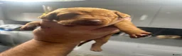 Hungarian Vizsla dogs for sale: Stunning Hungarian vizsla puppies x9 - Advert 5