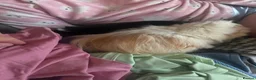 Guinea Pig rodents for sale: 2 male guinea pigs - Advert 3